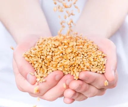Hands with wheat grains Stock Photos