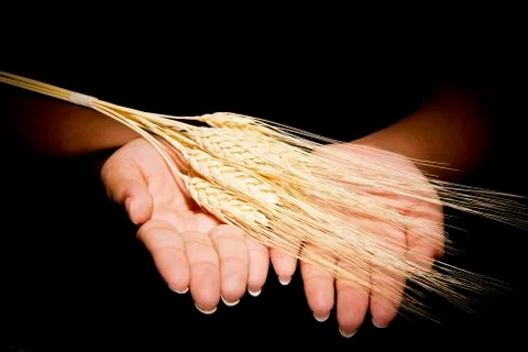 Hands with wheat Stock Photos