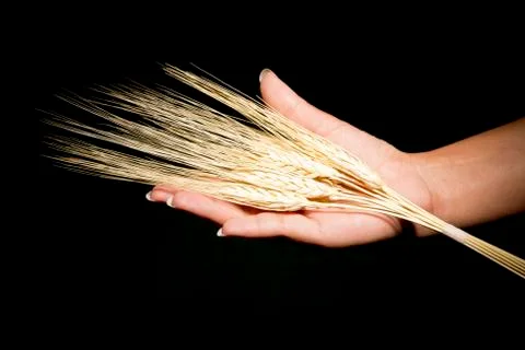 Hands with wheat Stock Photos