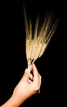 Hands with wheat Foto stock