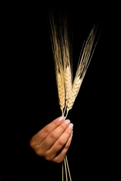 Hands with wheat Stock Photos