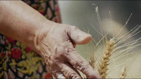 Hands on wheat plantation Stock Footage 90679677