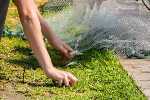 Hands which Collect Small Fish Captured by a Fishnet Stock Photos