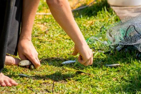 Hands which Collect Small Fish Captured by a Fishnet Stock Photos