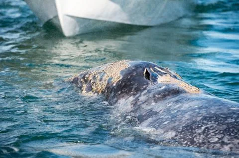 Hands while caressing and touching a grey whale Stock Photos