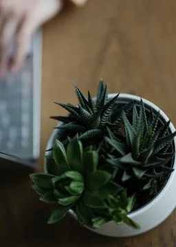 Hands while typing on laptop computer with green plant ahead Stock Photos