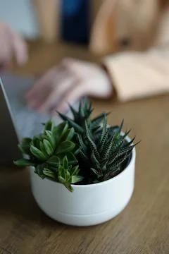 Hands while typing on laptop computer with green plant ahead Stock Photos
