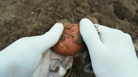 Hands in white gloves assessing potato harvest, close-up Stock Footage 318136642
