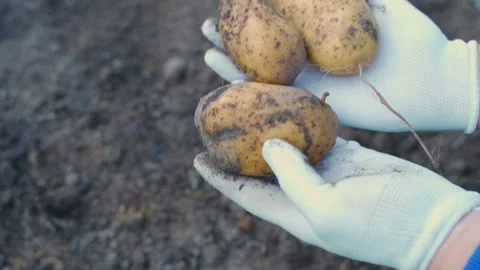 Hands in white gloves clean white potatoes from dirt and show close-up. Potato Stock Footage 317675554