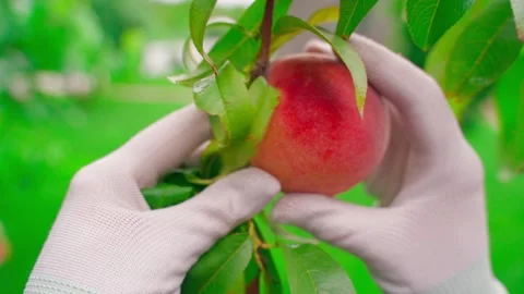 Hands in white gloves pluck a peach from a tree, close-up in slow motion Stock Footage 314632276