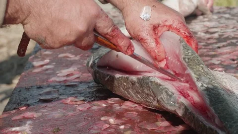 Hands of white man cutting pike perch on table with scale and blood near river Stock Footage 124702158