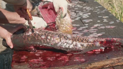 Hands of white man cutting a wild carp on table with scale and blood near river Stock Footage 124699068