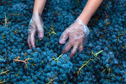 Hands of winemaker Stock Photos