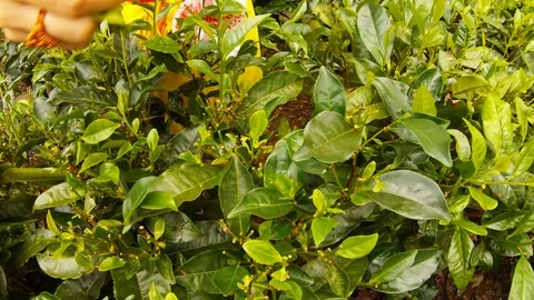 Hands of women tea pickers quickly collect green leaves on plantation Assam Stock Footage 98707408