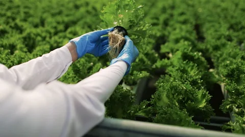 Hands of Worker Inspecting Green Herbs in Greenhouse Pov Stock Footage 284858170