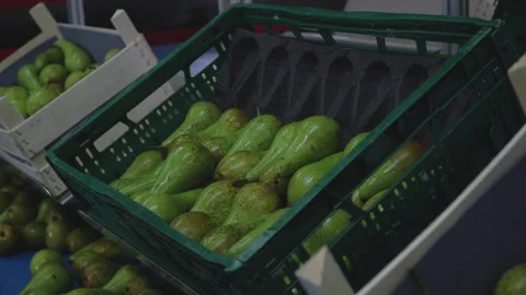 Hands of the worker sort and put green large pears in a plastic box Stock Footage 154215706