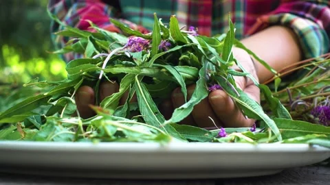 The hands of a worker sort the leaves and flowers of Ivan tea. Stock Footage 199294450