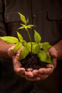 Hands of workers farmer that holds fresh young plant Foto stock