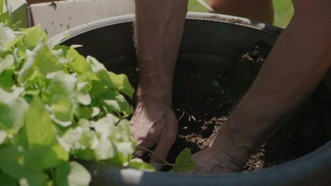 Hands Working With Dirt Stock Footage 98607610