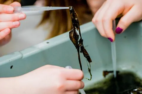 Hands working science experiment with beakers and seaweed like material. Foto stock