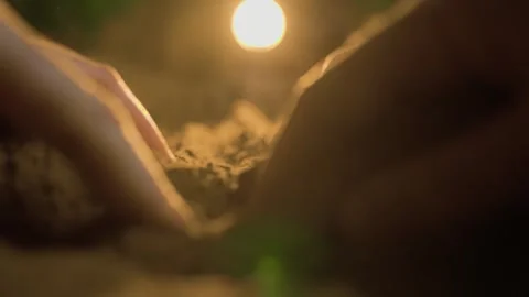 Hands working the soil with care, exploring the earth's richness at dusk Stock Footage 302401878