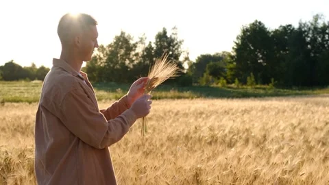 Hands of young agronomist farmer touching wheat ear at sunset Stock Footage 201804326