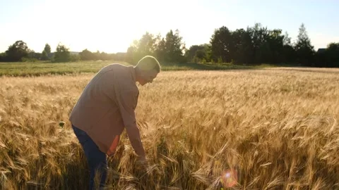 Hands of a young farmer agronomist touch an ear of wheat at sunset Stock Footage 201798157