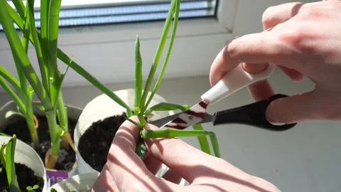 The hands of a young farmer, cutting with scissors the leaves of green onions an Stock Footage 266787262