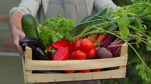 The hands of a young farmer hold a box of organic vegetables standing in the Stock Footage 219999487