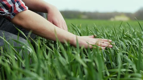 Hands of a young farmer touching a young green plants of wheat, agronomist Stock Footage 129574273