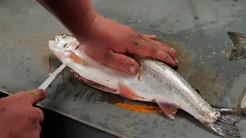 Hands of a young man cleaning a Rainbow Trout fish, Oncorhynchus mykiss Stock Footage 144413767