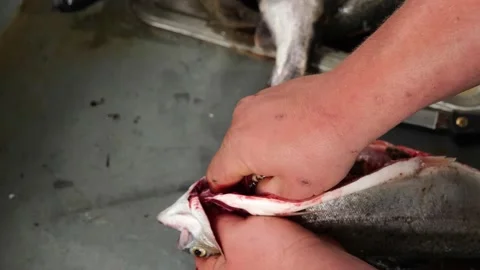 Hands of a young man cleaning a Rainbow Trout fish, Oncorhynchus mykiss Stock Footage 144414175