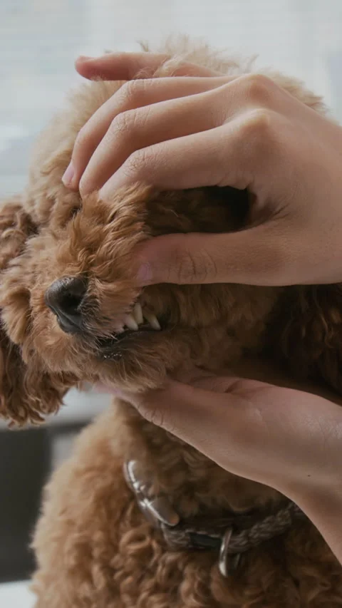 Hands of Young Veterinary Clinician Stock Video Pond5