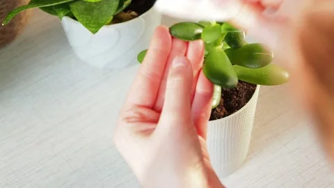 Hands of a young woman taking care of houseplants. Stock Footage 229888990