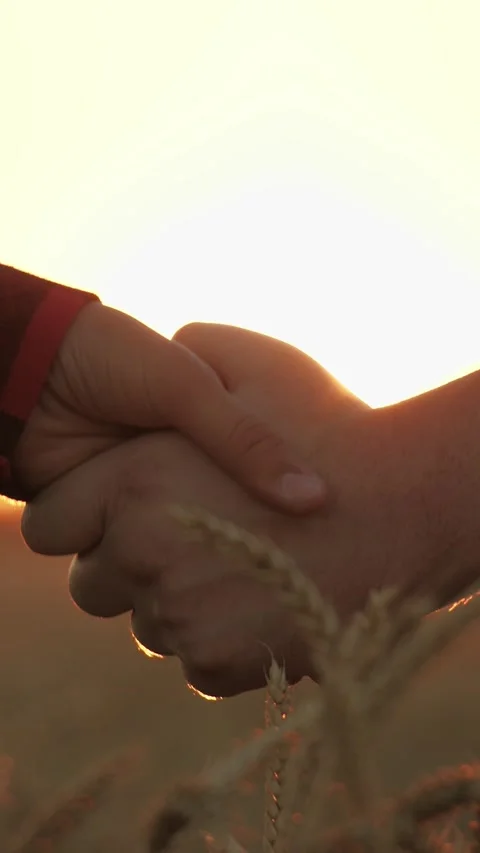 Handshake amidst wheat fields, Farmers greeting under the sun, Unity in Stock Footage 307772747