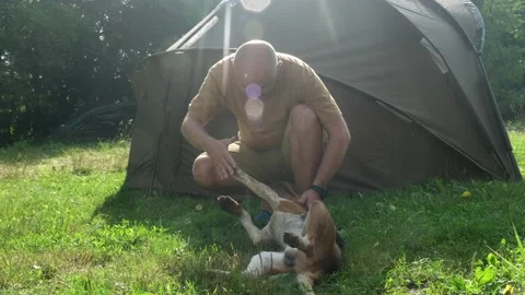 Handshake between man and dog breed beagle outdoor on background of tent in camp Stock Footage