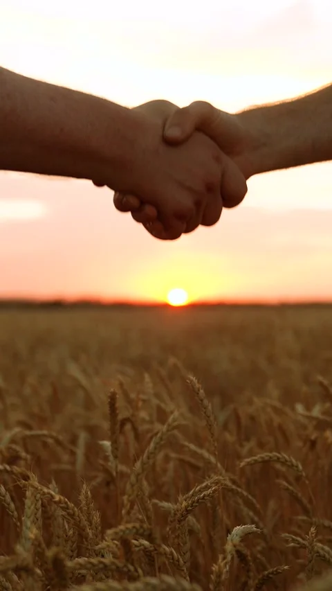 Handshake, joint work of people. Partners agreed concluding deal, sign of Stock Footage 307116312