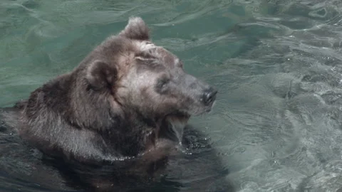 Handsome and vigorous brown bear plunging in water on sunny day. Stock Footage 235423377