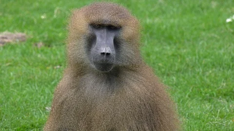 Handsome Baboon close-up profile (Papio Papio) Stock Footage 108758634