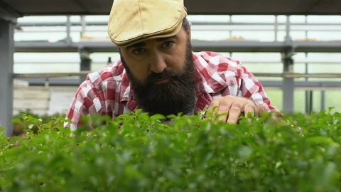 Handsome bearded farmer checking green sprouts in hothouse, family business Vídeo Stock 119297052