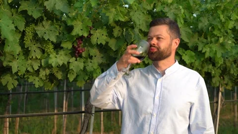 Handsome bearded man drinking red wine and inspecting vineyards Stock Footage 245582984