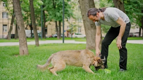 Handsome bearded man playing with his dog in the park Stock Footage 155598467