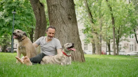 A handsome bearded man sits on the grass at the park with his two dogs. Stock Footage 155462926