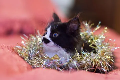 Handsome black and white cat covered in silver tinsel - a Christmas kitty Stock Photos