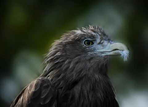 Handsome black eagle with a feather in his mouth Stock Photos