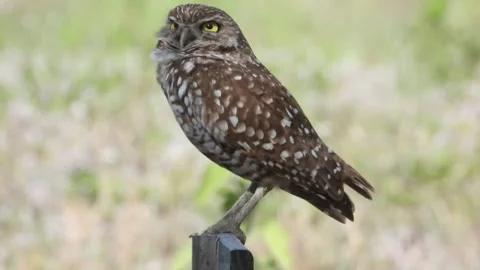 A handsome Burrowing Owl up on his perch watching over his domain Stock-Footage 343032382