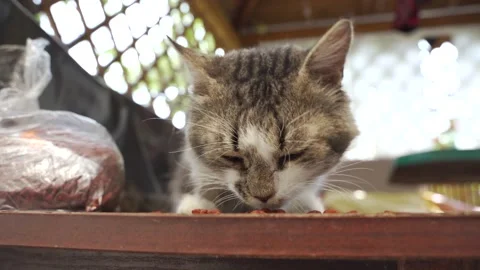 Handsome cat eats dry food on the street. Stock Footage 246924052