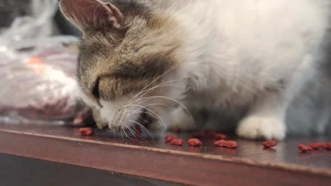 Handsome cat eats dry food on the street. Stock Footage 246924082