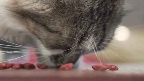 Handsome cat eats dry food on the street. Stock Footage 246924122