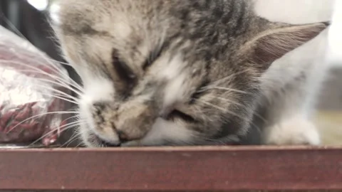 Handsome cat eats dry food on the street. Stock Footage 246924155